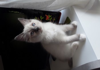 mâle blue point-mitted - 10 semaines - Chatterie Ragdolls du Val de Beauvoir